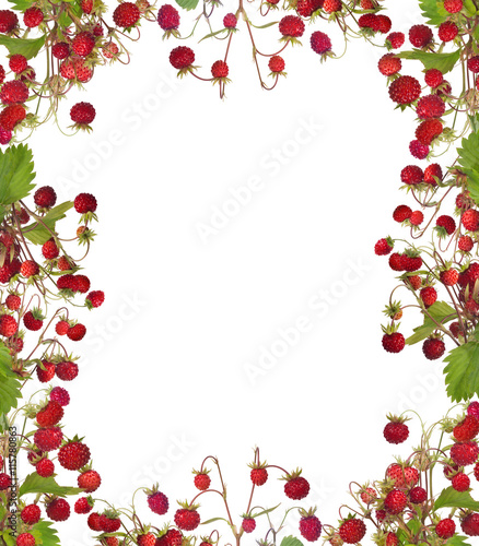 isolated frame from red wild strawberries
