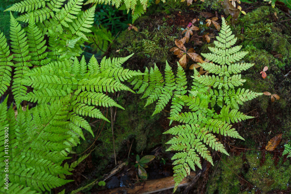 Green fern Green fern