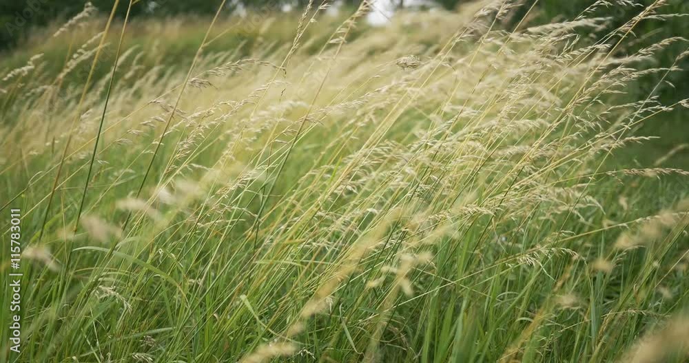 Beautiful long grass moving in wind. Meadow grass background. Beautiful long grass moving in wind. Meadow grass background.