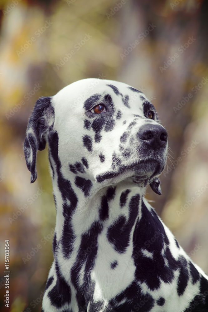 Toned portrait of a cute dog dalmatian Toned portrait of a cute dog dalmatian