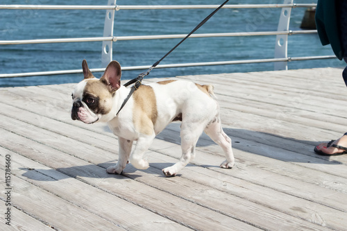 French Bulldog on a leash. Dog is walking near the sea and lead. Owner follow their dog.