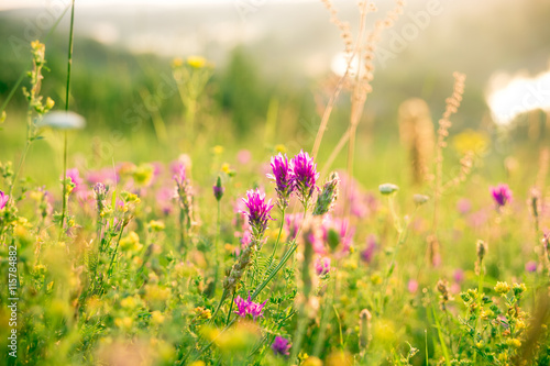 Beautiful landscape with the wilderness of herbs and pink wildflowers. The idea of the background of Mother's day, 8 March and World environment day. Soft focus