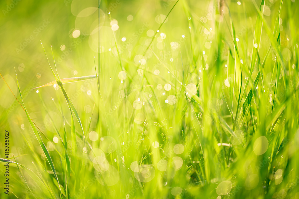 Morning landscape sunrise in the meadow, on the grass and flowers of the drops of dew. The idea of the background of Mother's day, 8 March and World environment day. Soft focus Morning landscape sunrise in the meadow, on the grass and flowers of the drops of dew. The idea of the background of Mother's day, 8 March and World environment day. Soft focus