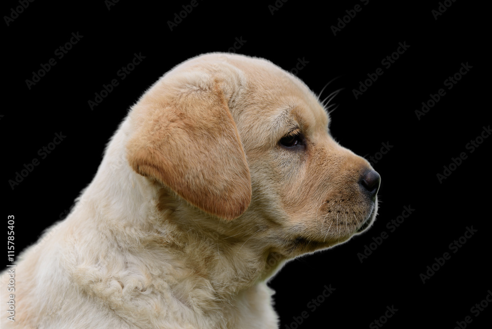 cute yellow puppy Labrador Retriever isolated on black background