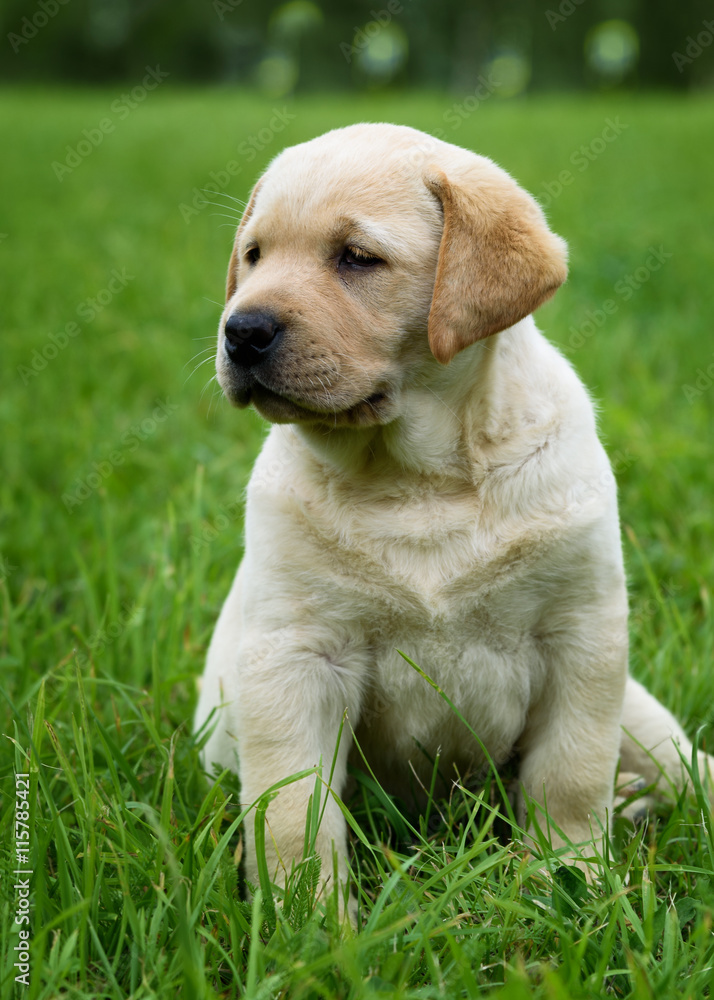 cute yellow puppy Labrador Retriever isolated on background of green grass cute yellow puppy Labrador Retriever isolated on background of green grass