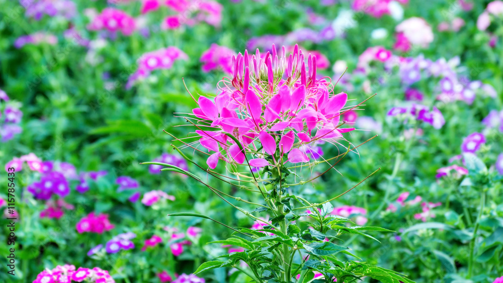 Pink Spider flower(Cleome hassleriana) in the garden. Pink Spider flower(Cleome hassleriana) in the garden.