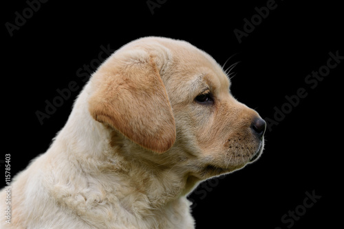 cute yellow puppy Labrador Retriever isolated on black background