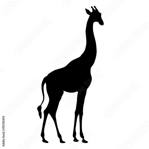 Giraffe adult black silhouette vector illustration realistic