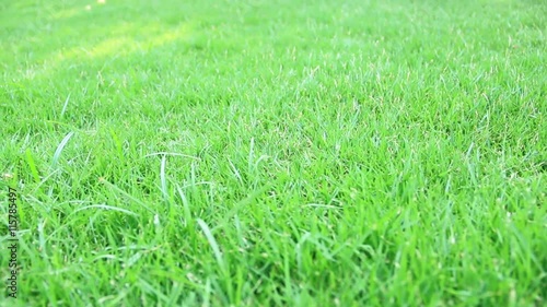 Grass V 03 photo