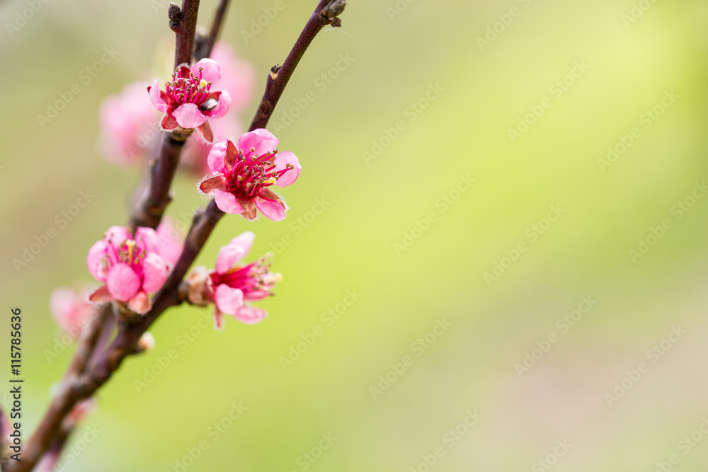 Blooming apple tree branch. Selective focus. Nature background Blooming apple tree branch. Selective focus. Nature background
