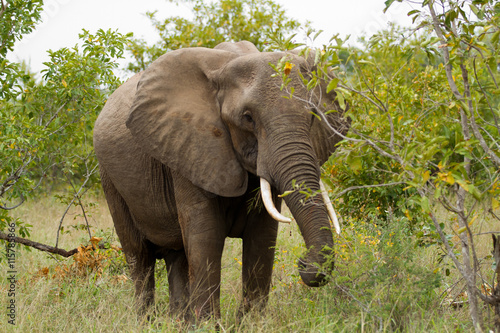 africa elephants in kruger national park