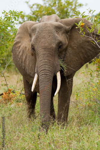 africa elephants in kruger national park