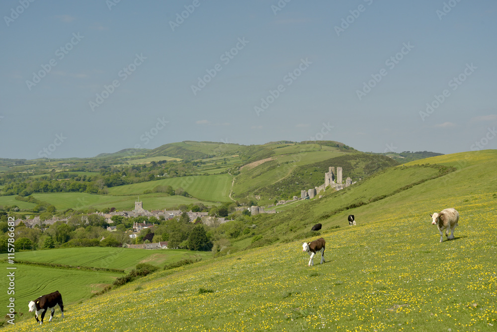 Fototapeta premium Cows on ridge above Corfe Castle, Dorset