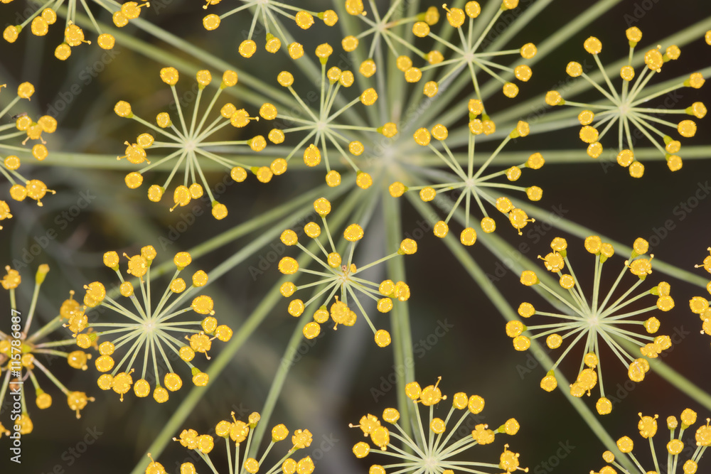 Flowers dill close-up Flowers dill close-up