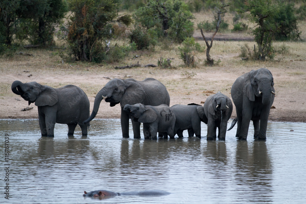 Fototapeta premium elephants in kruger park in south africa