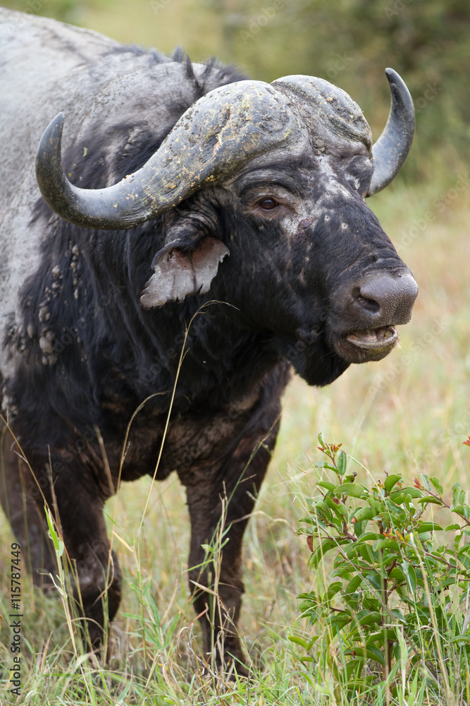 buffalos in kruger national park in south africa buffalos in kruger national park in south africa