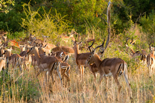 african antelopes in kruger national park in south africa