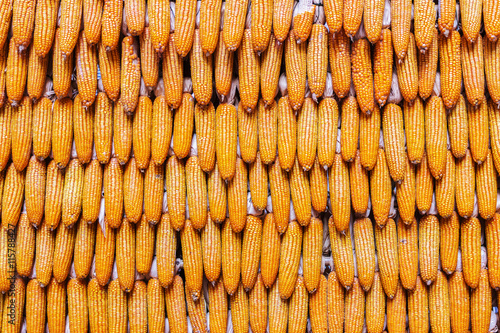 Sweet Corn of Agricultural products in farm