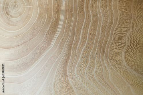 wood background. wood background. wood texture. wood texture. elm photo