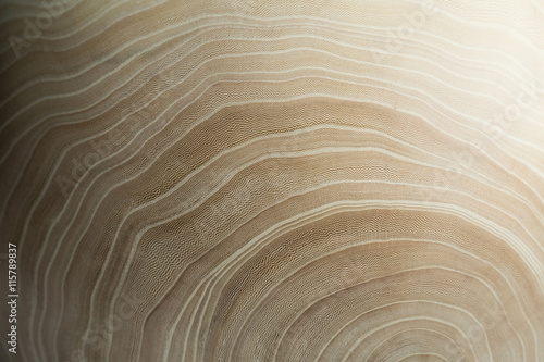 wood background. wood background. wood texture. wood texture. elm