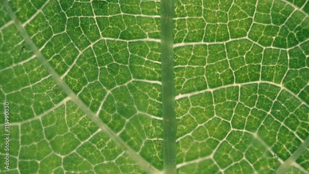 Leaf of the plant. The complex structure of tortuous veins. Closeup. Dolly shot Leaf of the plant. The complex structure of tortuous veins. Closeup. Dolly shot
