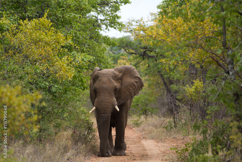 elephants in kruger national park in south africa