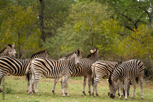 zebra in kruger national park