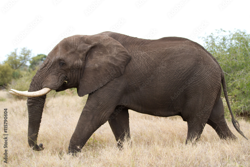 Obraz premium elephants in kruger park