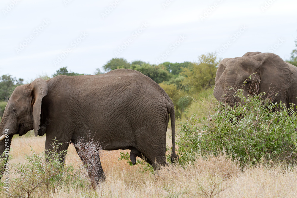 elephants in kruger park elephants in kruger park