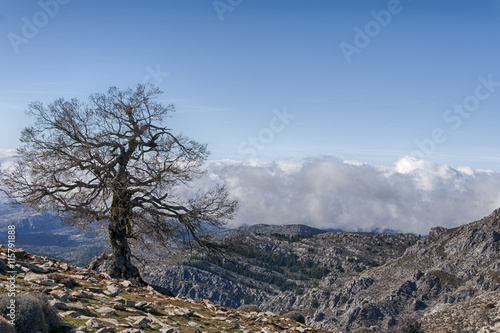 Paisajes naturales del parque natural de sierra de las Nieves en la provincia de Málaga, Andalucía photo