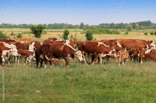 Cows grazing on pasture