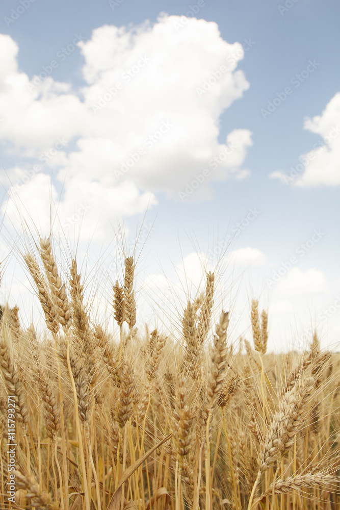 Field of wheat Field of wheat