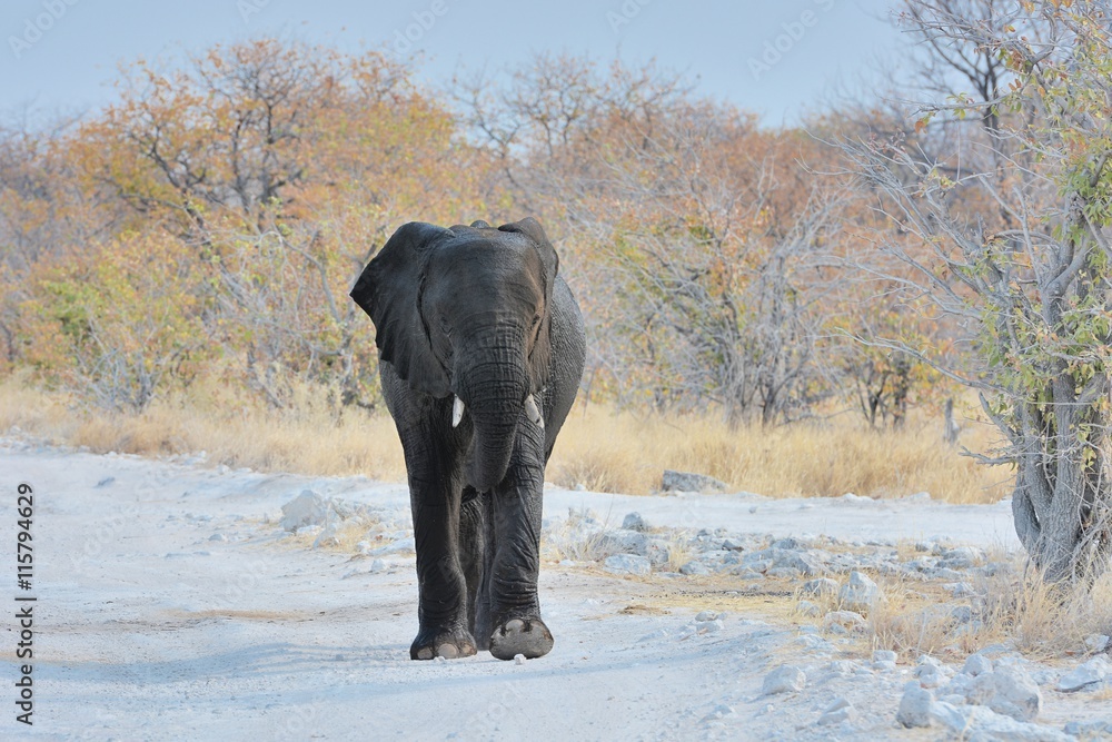 Fototapeta premium afrikanischer Elefant (Loxodonta africana) im Etosha Nationalpark