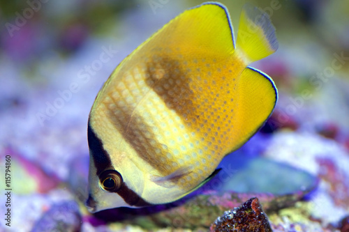 Obraz na plátně The Orange Butterflyfish, also known as the Sunburst, Brown, Klein's, Corallicola, or Blacklip Butterflyfish, Chaetodon kleinii