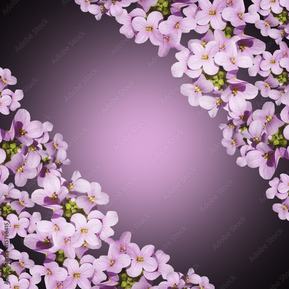 Delicate floral background of beautiful purple primrose isolated 
