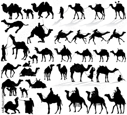 Valokuva Camel and dromedary vector silhouettes collection