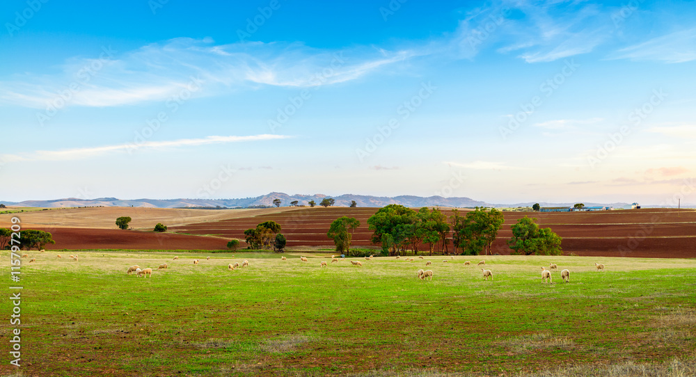 Fototapeta premium Sheep farm at sunset in Barossa Valley, Australia