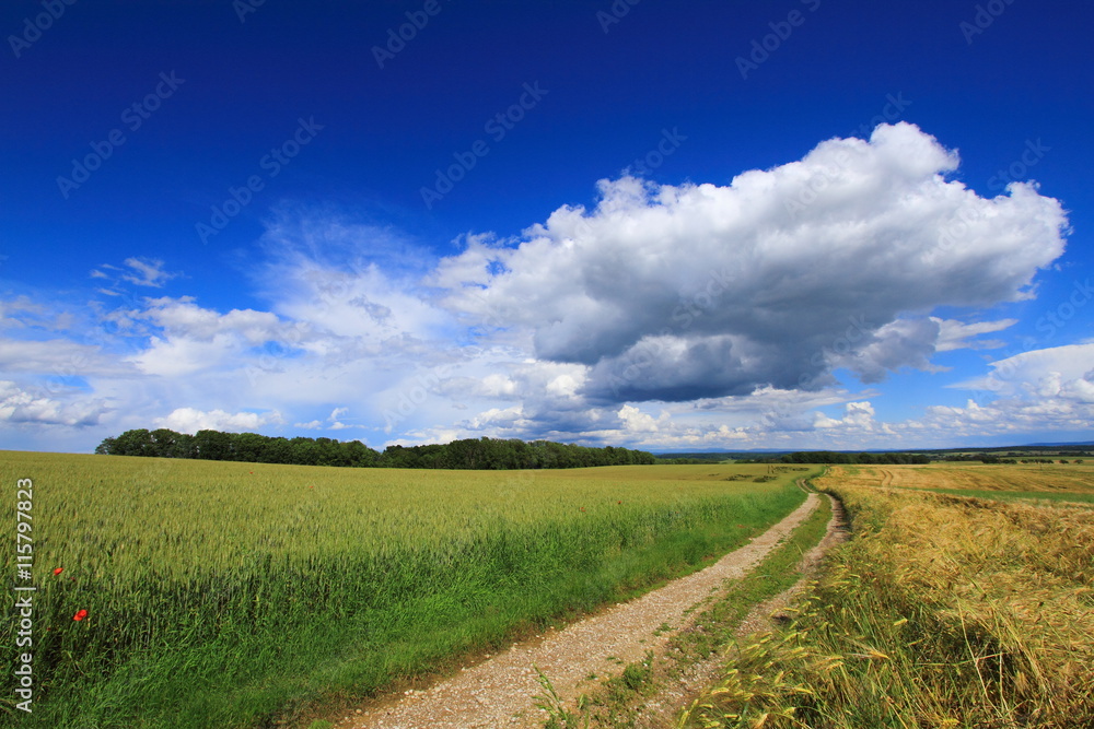 Petit chemin à la campagne / La nature sauvage en détour d'un petit chemin sous un beau ciel bleu en été