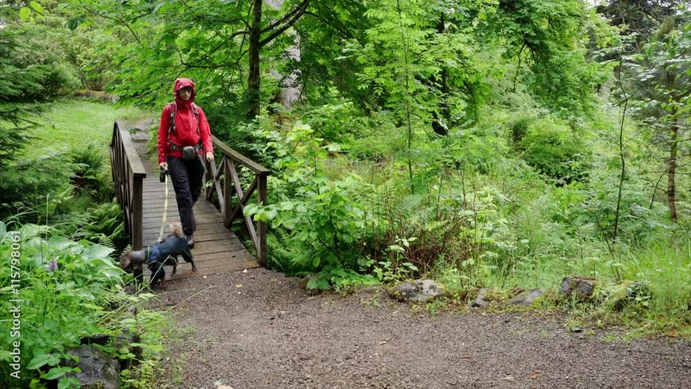 A hiker walking through wet woodland and over a wooden bridge on a forest trail near Armadale Castle, on the Isle of Skye, Scottish Highlands.UK. A hiker walking through wet woodland and over a wooden bridge on a forest trail near Armadale Castle, on the Isle of Skye, Scottish Highlands.UK.
