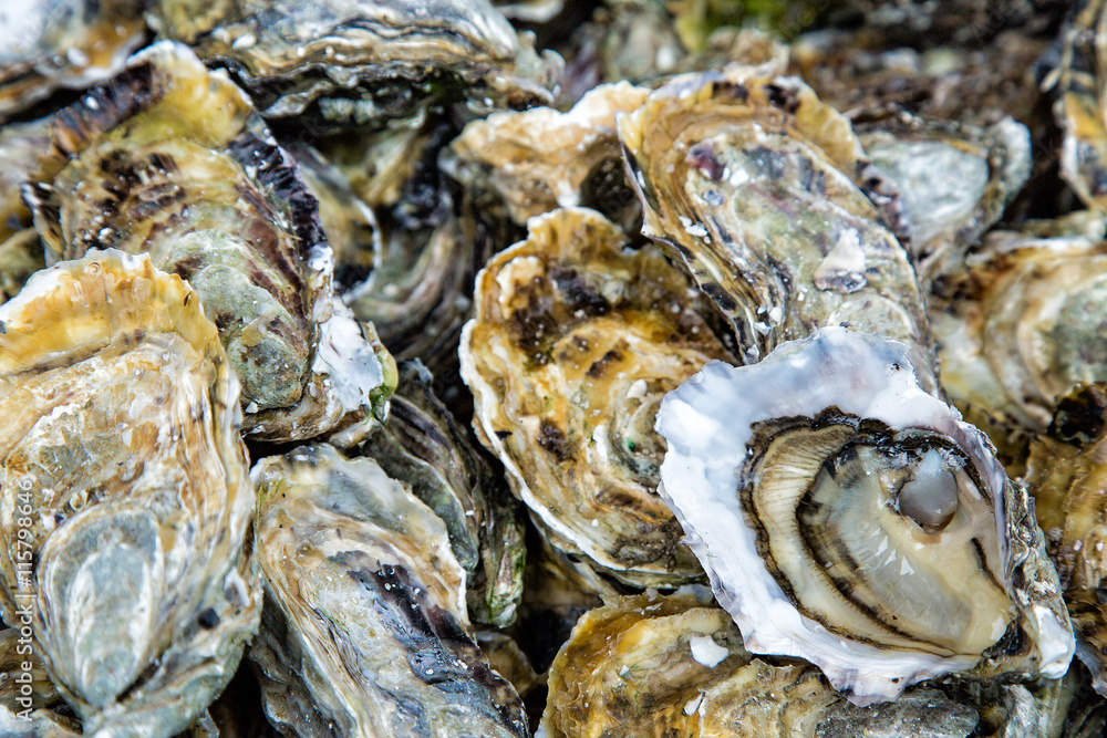 Oysters background with Open Oyster