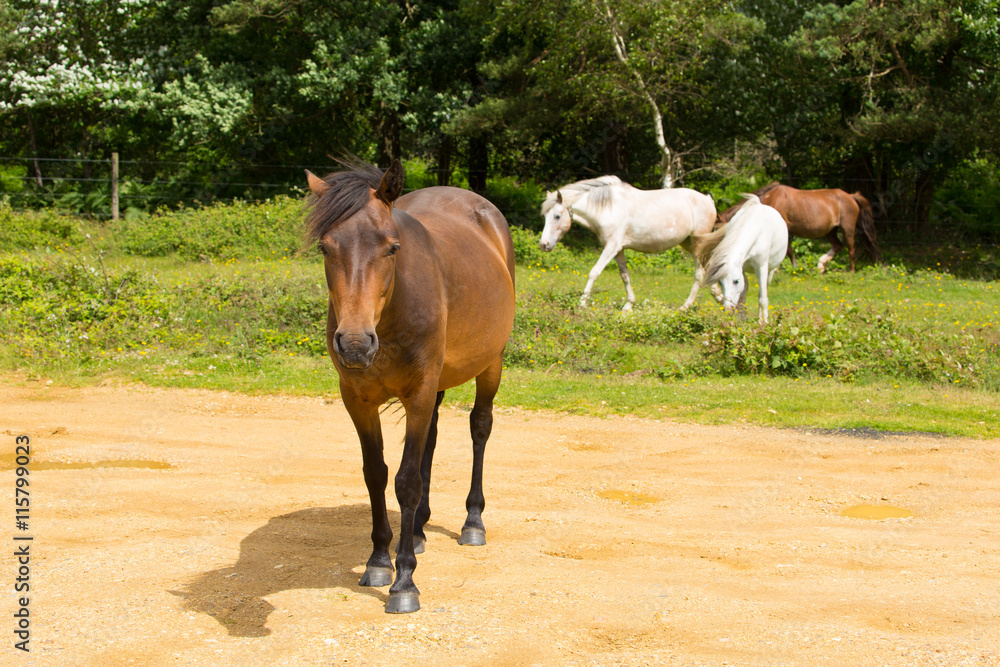 Wild ponies New Forest Hants England UK Wild ponies New Forest Hants England UK