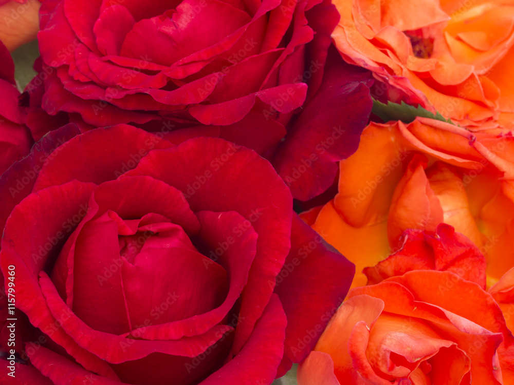beautiful fresh flowers beautiful fresh flowers