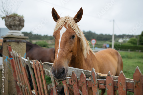 Horse behind fence in a farm