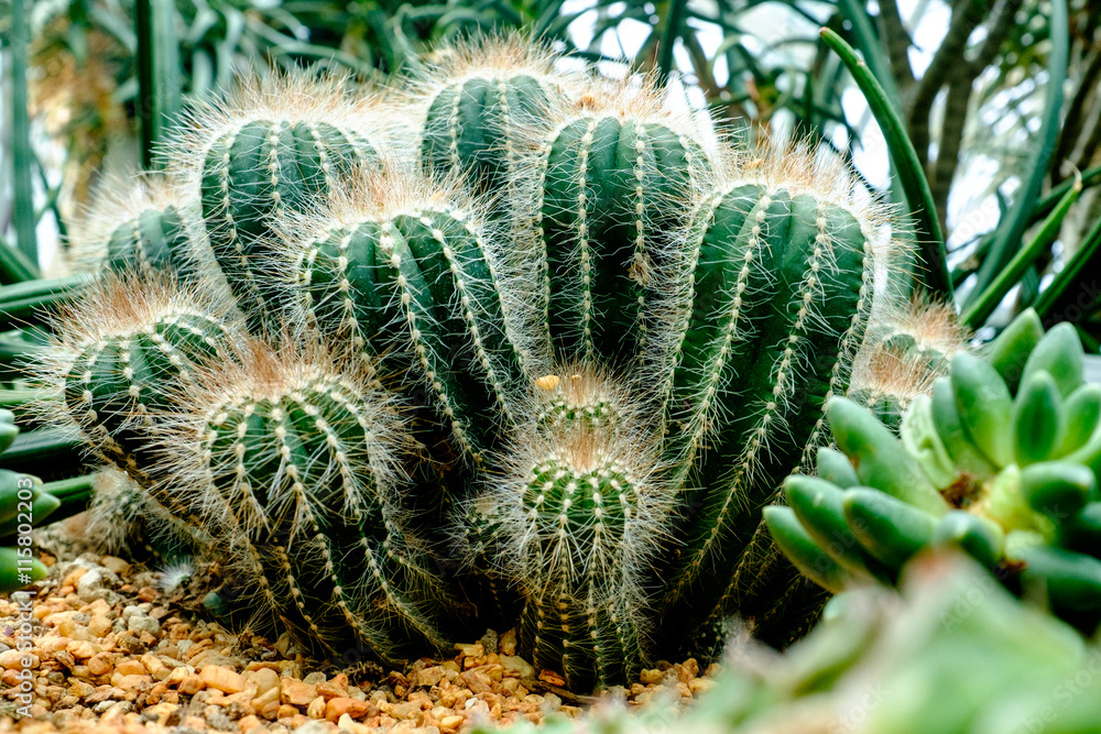 Obraz premium a parodia scopa plant