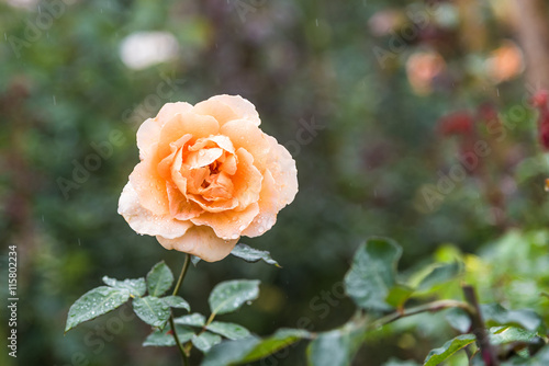 Orange Rose Blooming in a Garden