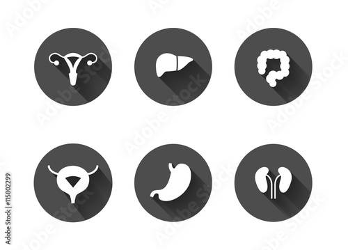 White long shadow human internal organs icons