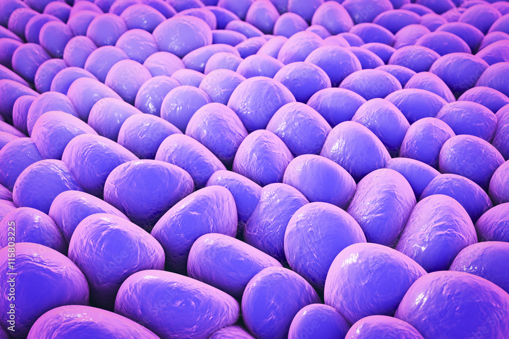 Fototapeta premium Layer of human cells, 3D illustration