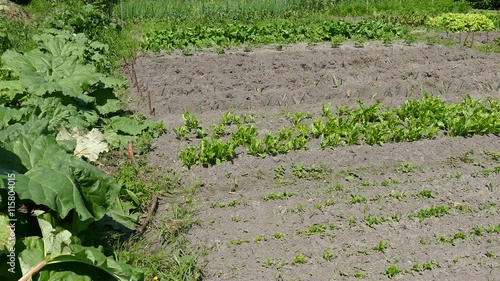 Organic vegetable garden. photo