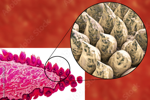 Tongue papillae, light micrograph and 3D illustration photo