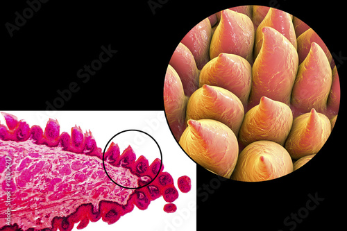 Tongue papillae, light micrograph and 3D illustration photo